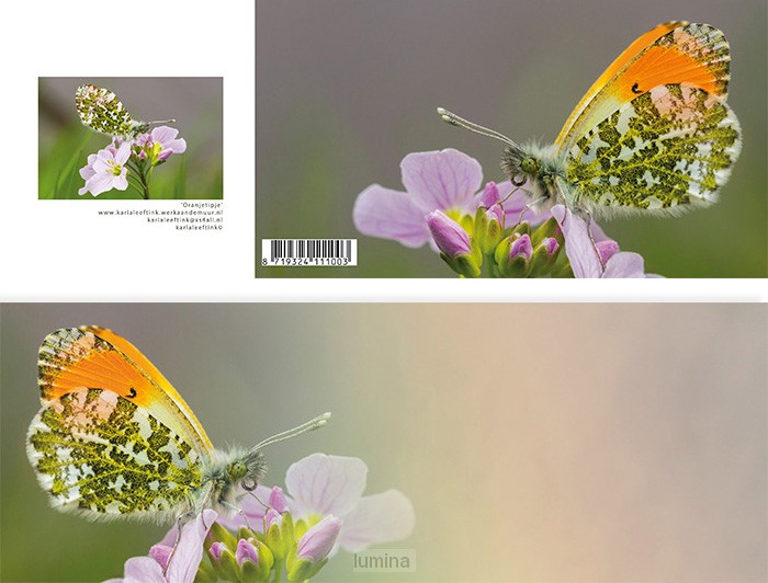 Panoramawenskaart zt oranjetipje