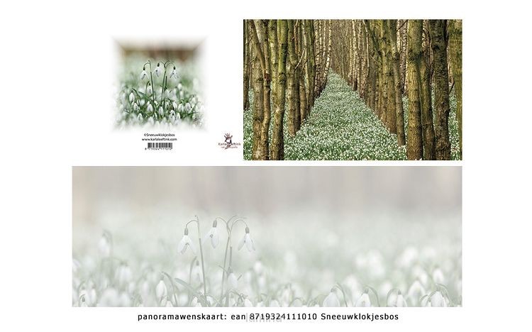 Panoramawenskaart zt sneeuwklokjesbos