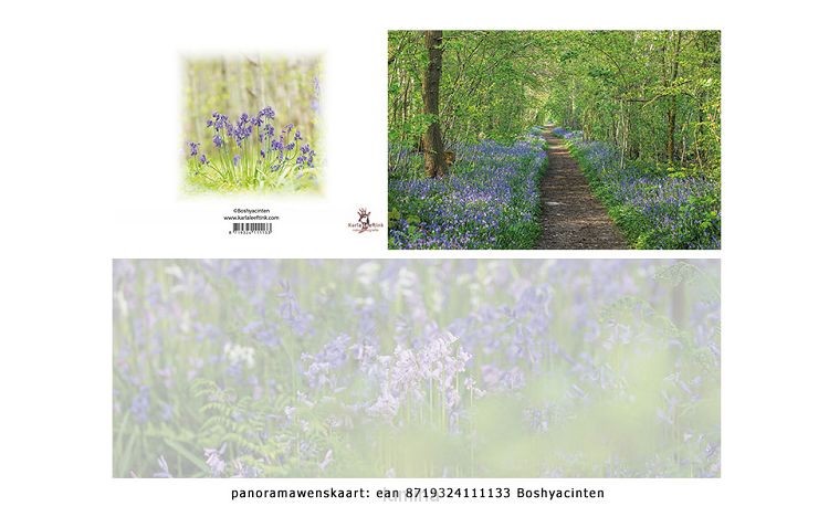 Panoramawenskaart zt boshyacinten