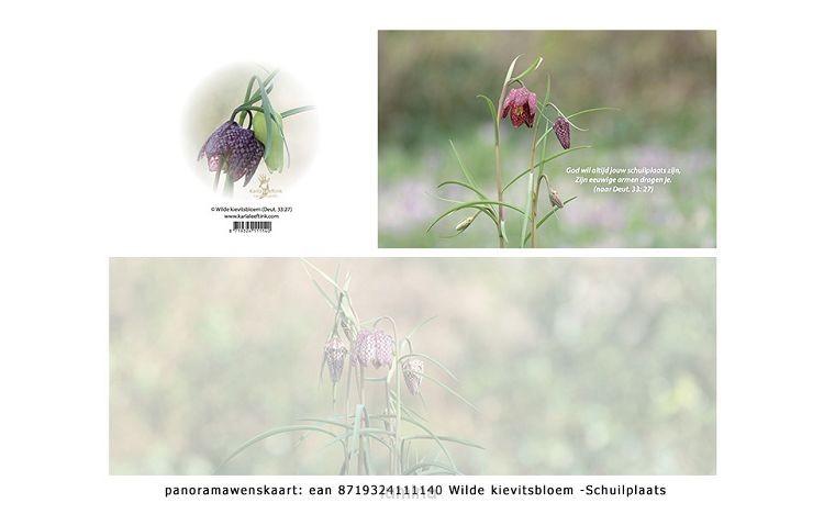 Panoramawenskaart wilde kievitsbloem