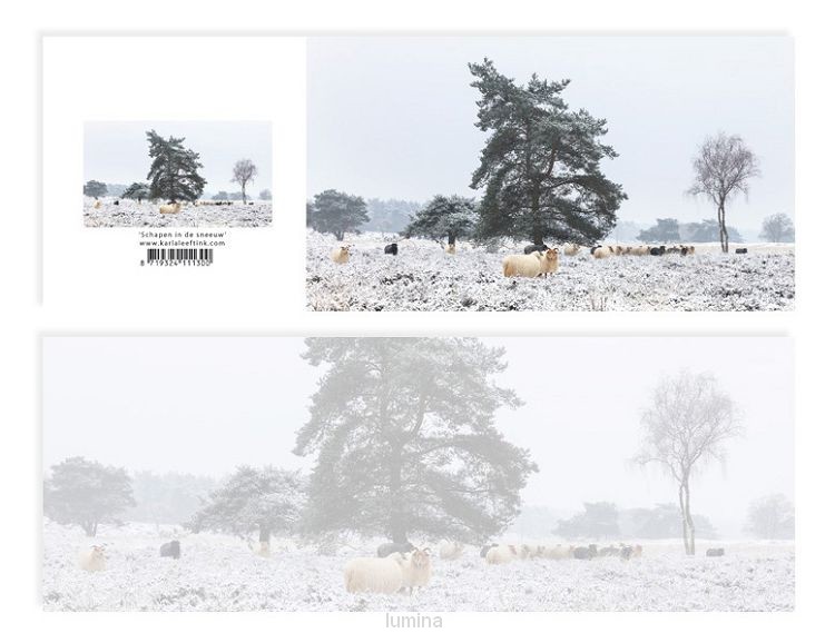 Panoramawenskaart zt Schapen in sneeuw