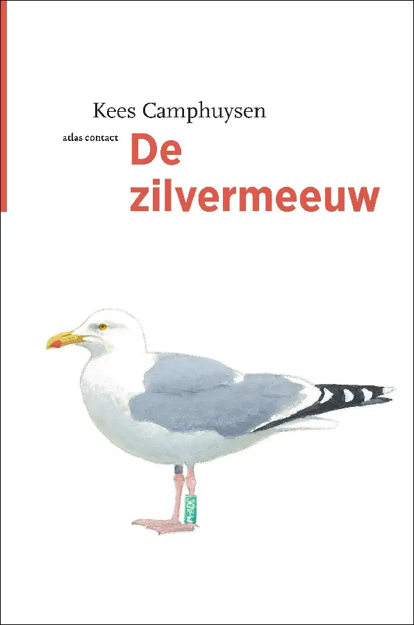 Zilvermeeuw